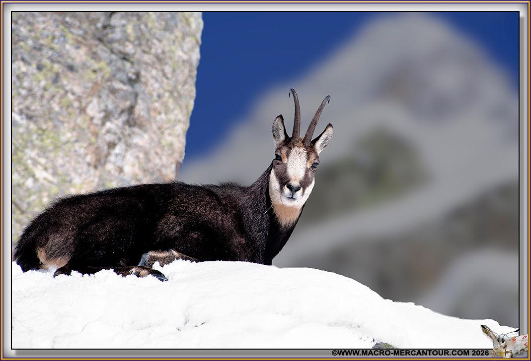 CHAMOIS